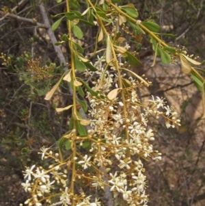 Bursaria spinosa subsp. lasiophylla at Dunlop, ACT - 13 Dec 2019 02:43 PM