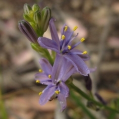 Caesia calliantha (Blue Grass-lily) at Hawker, ACT - 13 Dec 2019 by pinnaCLE