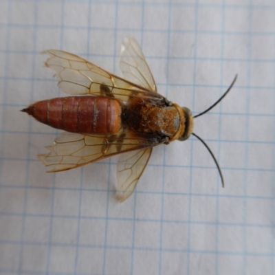 Guerinius shuckardi (Smooth flower wasp) at Rugosa - 20 Dec 2019 by SenexRugosus