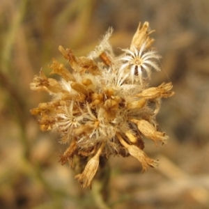 Rutidosis leptorhynchoides at Molonglo River Reserve - 20 Dec 2019