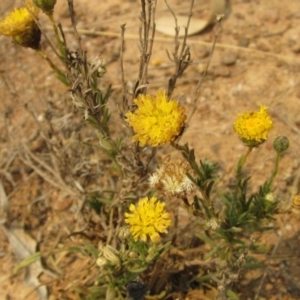 Rutidosis leptorhynchoides at Molonglo River Reserve - 20 Dec 2019