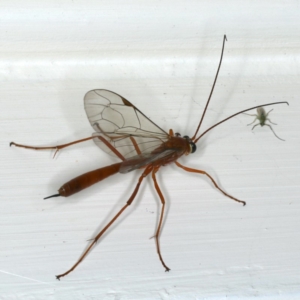 Netelia sp. (genus) at Ainslie, ACT - 19 Dec 2019