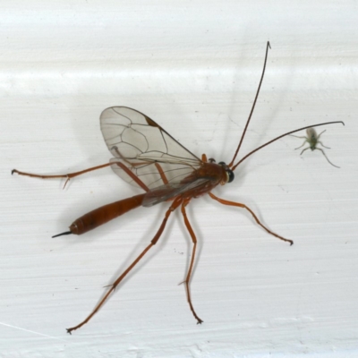 Netelia sp. (genus) (An Ichneumon wasp) at Ainslie, ACT - 19 Dec 2019 by jb2602