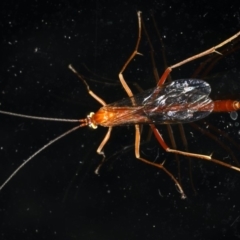 Netelia sp. (genus) at Ainslie, ACT - 19 Dec 2019 10:40 PM