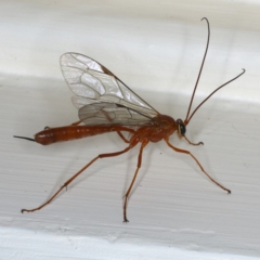 Netelia sp. (genus) at Ainslie, ACT - 19 Dec 2019 10:40 PM