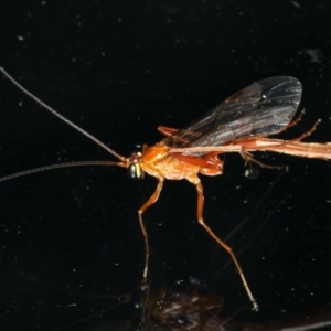 Netelia sp. (genus) at Ainslie, ACT - 19 Dec 2019