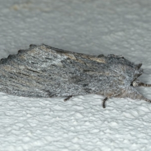 Destolmia lineata at Ainslie, ACT - 19 Dec 2019 10:10 PM