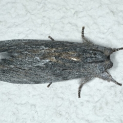 Destolmia lineata at Ainslie, ACT - 19 Dec 2019 10:10 PM