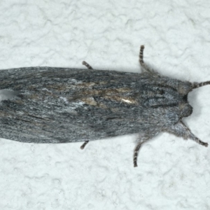 Destolmia lineata at Ainslie, ACT - 19 Dec 2019 10:10 PM