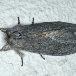 Destolmia lineata at Ainslie, ACT - 19 Dec 2019 10:10 PM