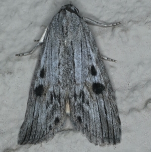 Calathusa ischnodes at Ainslie, ACT - 19 Dec 2019 09:56 PM