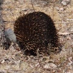Tachyglossus aculeatus (Short-beaked Echidna) at Federal Golf Course - 16 Dec 2019 by JackyF