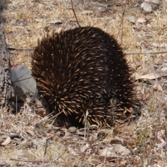 Tachyglossus aculeatus (Short-beaked Echidna) at Hughes, ACT - 16 Dec 2019 by JackyF