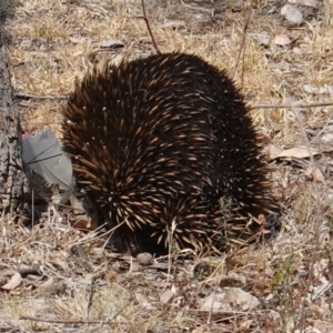 Tachyglossus aculeatus at Hughes, ACT - 17 Dec 2019 09:46 AM