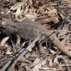 Pogona barbata (Eastern Bearded Dragon) at GG38 - 15 Dec 2019 by JackyF