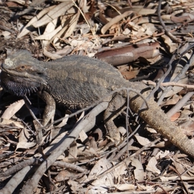 Pogona barbata (Eastern Bearded Dragon) at Deakin, ACT - 15 Dec 2019 by JackyF