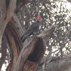 Callocephalon fimbriatum (Gang-gang Cockatoo) at Hughes, ACT - 20 Dec 2019 by JackyF