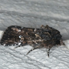 Ectopatria horologa (Nodding Saltbush Moth) at Ainslie, ACT - 19 Dec 2019 by jbromilow50