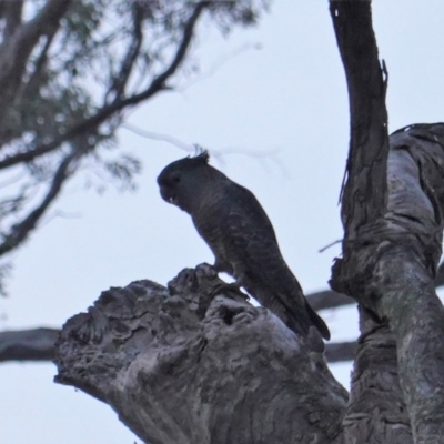 Callocephalon fimbriatum (Gang-gang Cockatoo) at Deakin, ACT - 18 Dec 2019 by JackyF