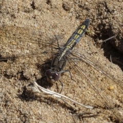 Orthetrum caledonicum (Blue Skimmer) at Alpine - 20 Dec 2016 by JanHartog