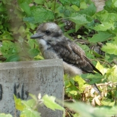 Dacelo novaeguineae (Laughing Kookaburra) at Deakin, ACT - 19 Dec 2019 by JackyF