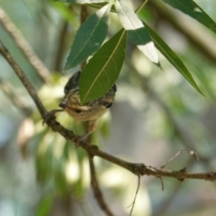 Pardalotus punctatus at Deakin, ACT - 20 Dec 2019