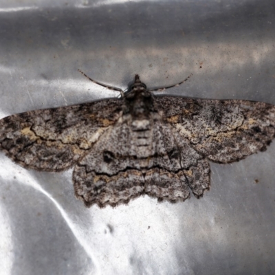 Cleora displicata (A Cleora Bark Moth) at O'Connor, ACT - 4 Dec 2019 by ibaird