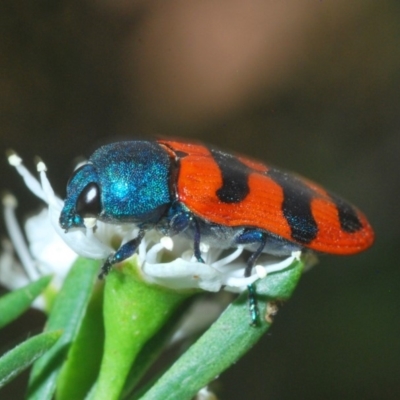 Castiarina crenata (Jewel beetle) at Denman Prospect, ACT - 20 Dec 2019 by Harrisi