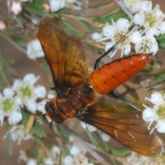 Guerinius shuckardi (Smooth flower wasp) at Denman Prospect, ACT - 20 Dec 2019 by Harrisi