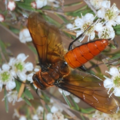 Guerinius shuckardi (Smooth flower wasp) at Molonglo River Reserve - 20 Dec 2019 by Harrisi