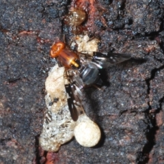 Acanthonevroides sp. (genus) (Fruit fly) at Denman Prospect, ACT - 20 Dec 2019 by Harrisi