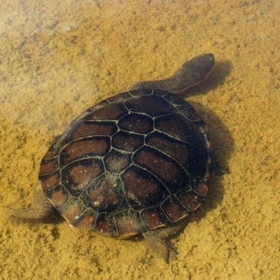 Chelodina longicollis (Eastern Long-necked Turtle) at Alpine - 22 Nov 2017 by JanHartog
