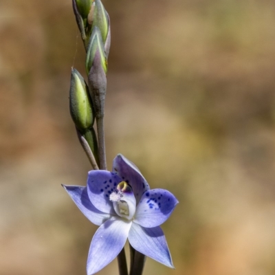 Thelymitra simulata (Graceful Sun-orchid) at Penrose - 24 Oct 2019 by Aussiegall