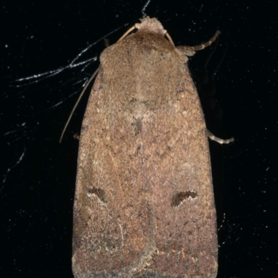 Proteuxoa hypochalchis (Black-bar Noctuid) at Ainslie, ACT - 19 Dec 2019 by jbromilow50