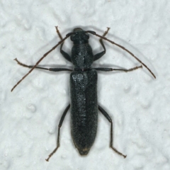 Callidiopis scutellaris (A Longhorn Beetle) at Ainslie, ACT - 19 Dec 2019 by jbromilow50