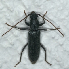 Callidiopis scutellaris at Ainslie, ACT - 19 Dec 2019