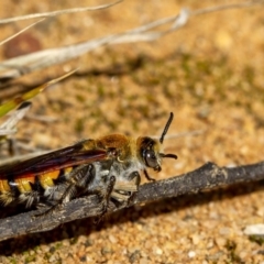 Radumeris tasmaniensis (Yellow Hairy Flower Wasp) at Penrose - 1 Sep 2019 by Aussiegall