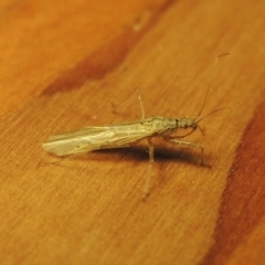 Nabis sp. (genus) (Damsel bug) at Conder, ACT - 24 Oct 2019 by MichaelBedingfield