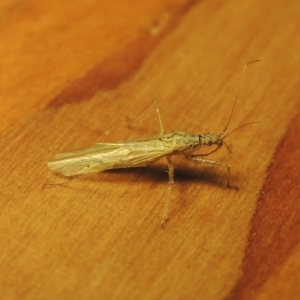 Nabis sp. (genus) at Conder, ACT - 24 Oct 2019 02:29 AM