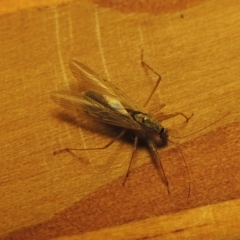 Nabis sp. (genus) at Conder, ACT - 24 Oct 2019 02:29 AM