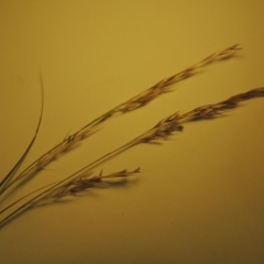 Nassella neesiana (Chilean Needlegrass) at Gordon, ACT - 8 Dec 2019 by MichaelBedingfield