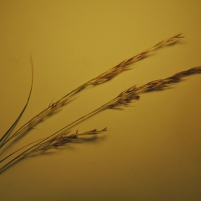 Nassella neesiana (Chilean Needlegrass) at Gordon, ACT - 8 Dec 2019 by michaelb