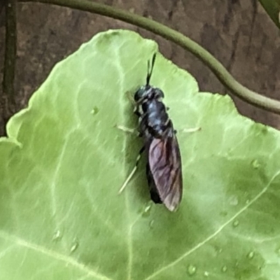 Hermetia illucens (American Soldier Fly) at Aranda, ACT - 20 Dec 2019 by Jubeyjubes