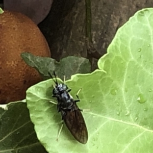 Hermetia illucens at Aranda, ACT - 20 Dec 2019 04:11 PM