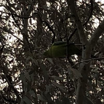 Polytelis swainsonii (Superb Parrot) at Bruce, ACT - 20 Dec 2019 by Jubeyjubes