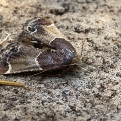 Pyralis farinalis (Meal Moth) at Aranda, ACT - 20 Dec 2019 by Jubeyjubes