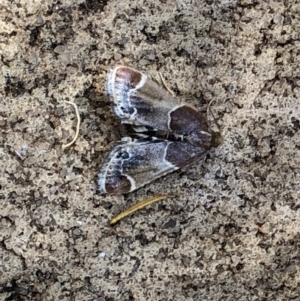 Pyralis farinalis at Aranda, ACT - 21 Dec 2019