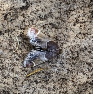 Pyralis farinalis at Aranda, ACT - 21 Dec 2019