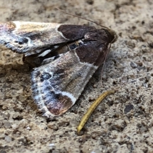 Pyralis farinalis at Aranda, ACT - 21 Dec 2019