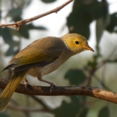 Ptilotula penicillata (White-plumed Honeyeater) at Googong, NSW - 21 Dec 2019 by Wandiyali